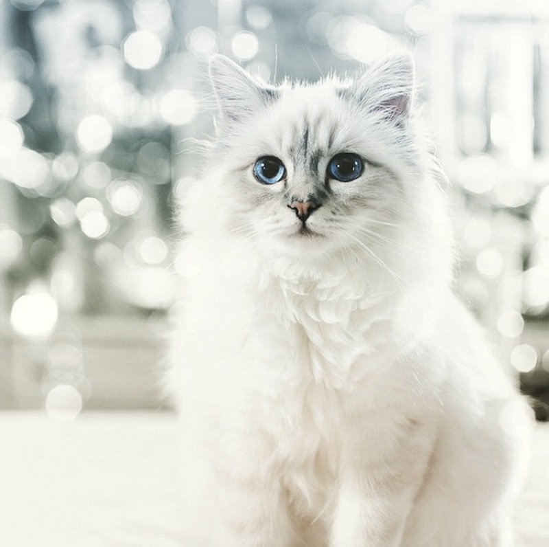 All About Karl Lagerfeld's Beloved Cat Choupette