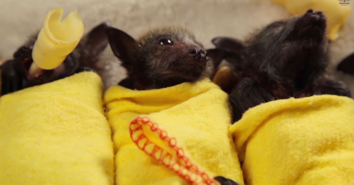 Baby Bats Being Swaddled in Blanket Burritos Is the Cutest Thing You’ll