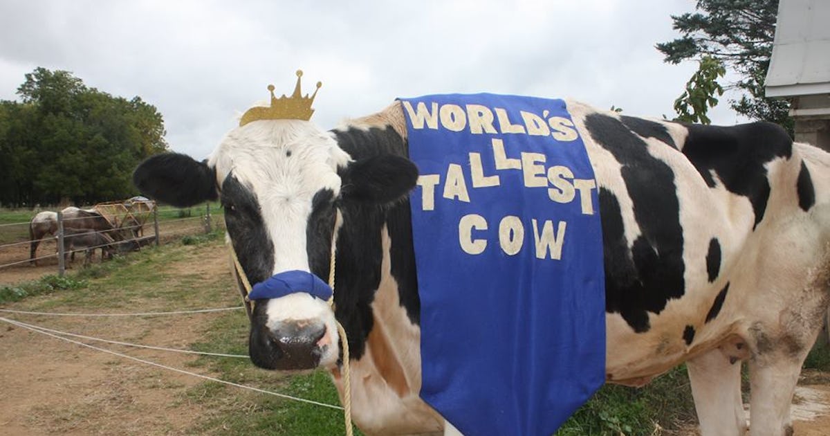 At 6ft 6in, Chilli the Friesian who's a giant in his field Daily Mail Online