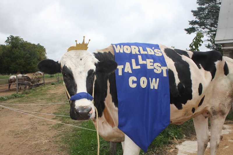 Blosom, The World's Tallest Cow, Is Dead, But The Gentle Giant Had A