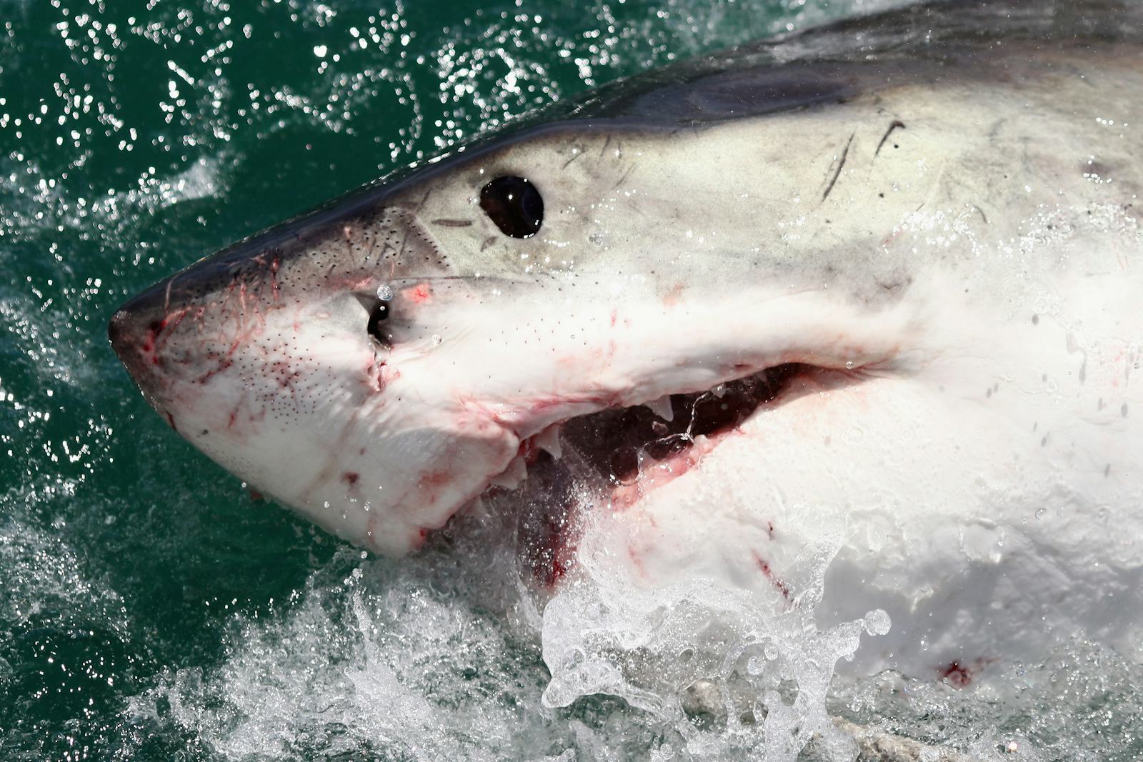what-do-baby-great-white-shark-pups-look-like-shark-week-gives-us-a