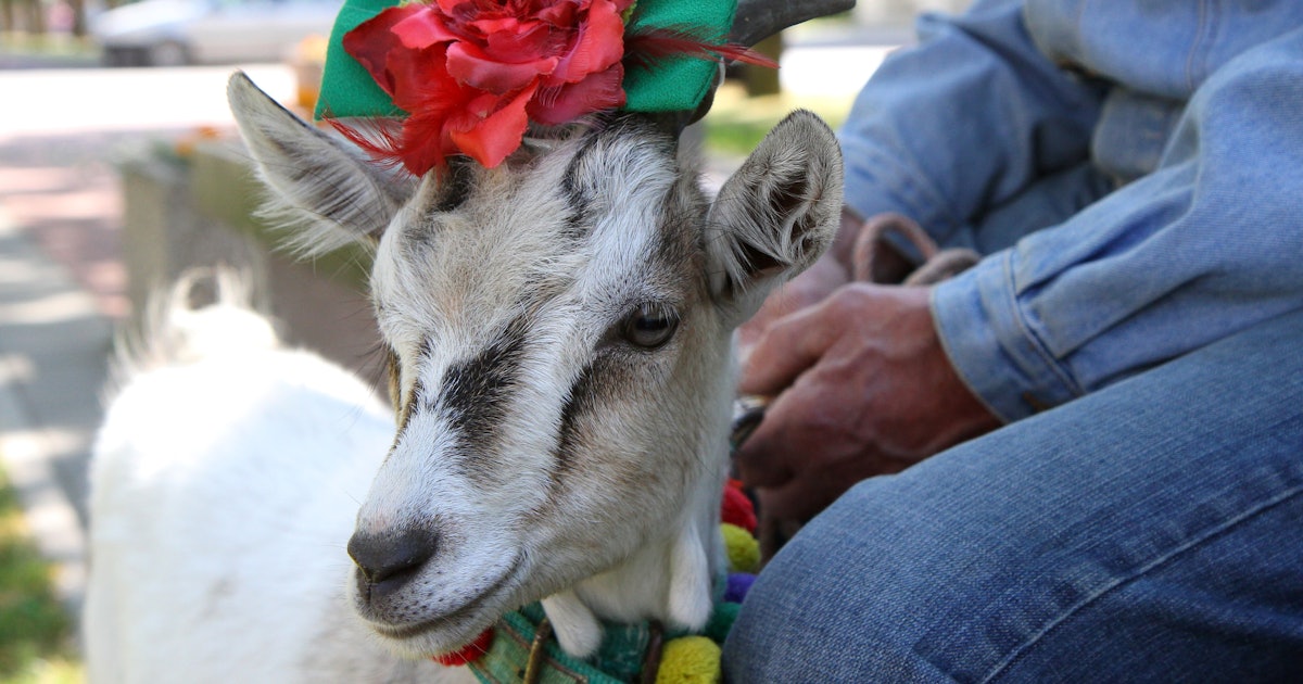 9 Songs Every Capricorn Will Love, Because Us Goats Just Want To Be ...