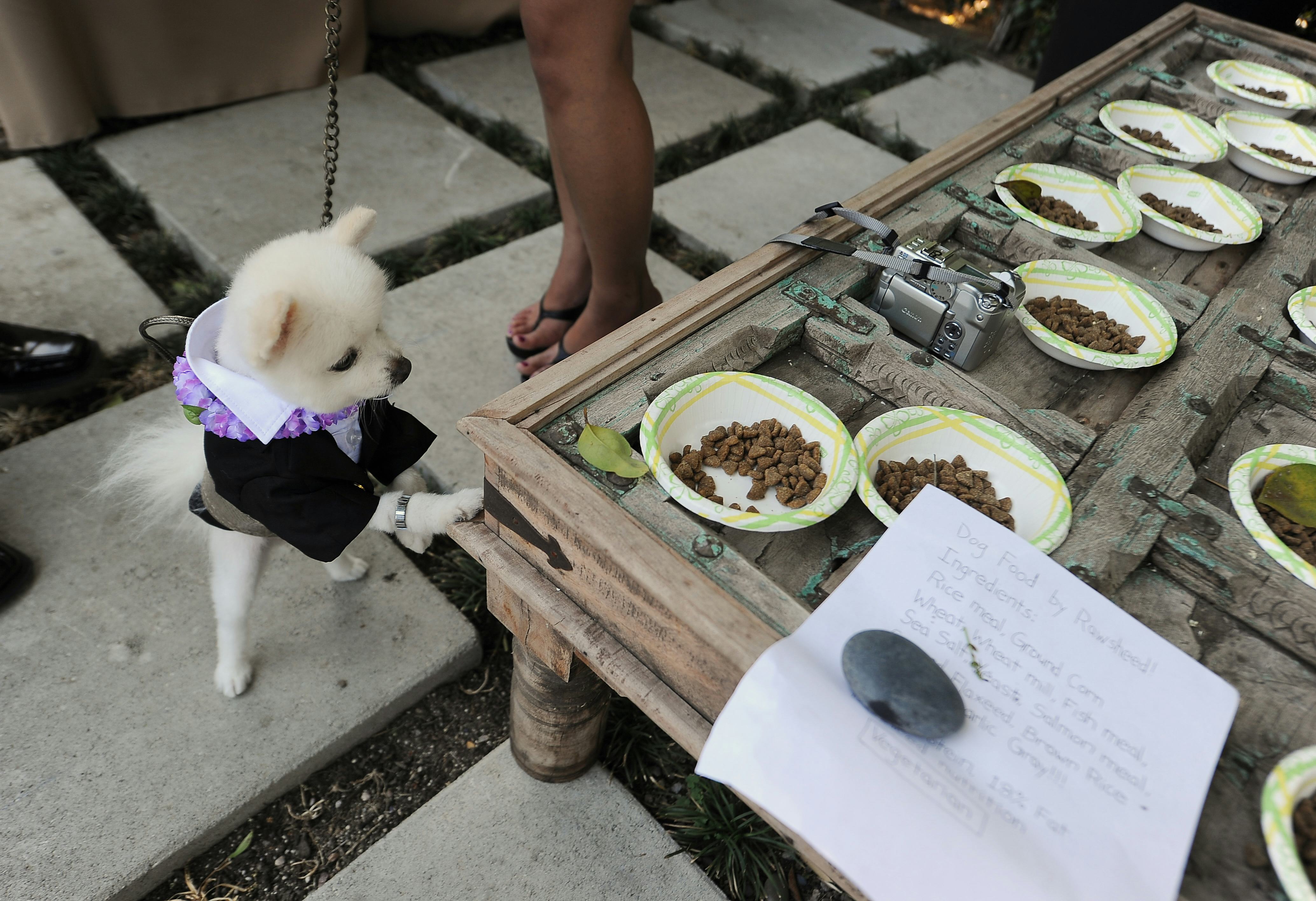 Pet Pantries Are Soup Kitchens For Pets That Look Out For Furry Friends