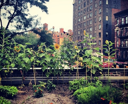 5 Best Rooftop Gardens In New York City Because Farm To Table