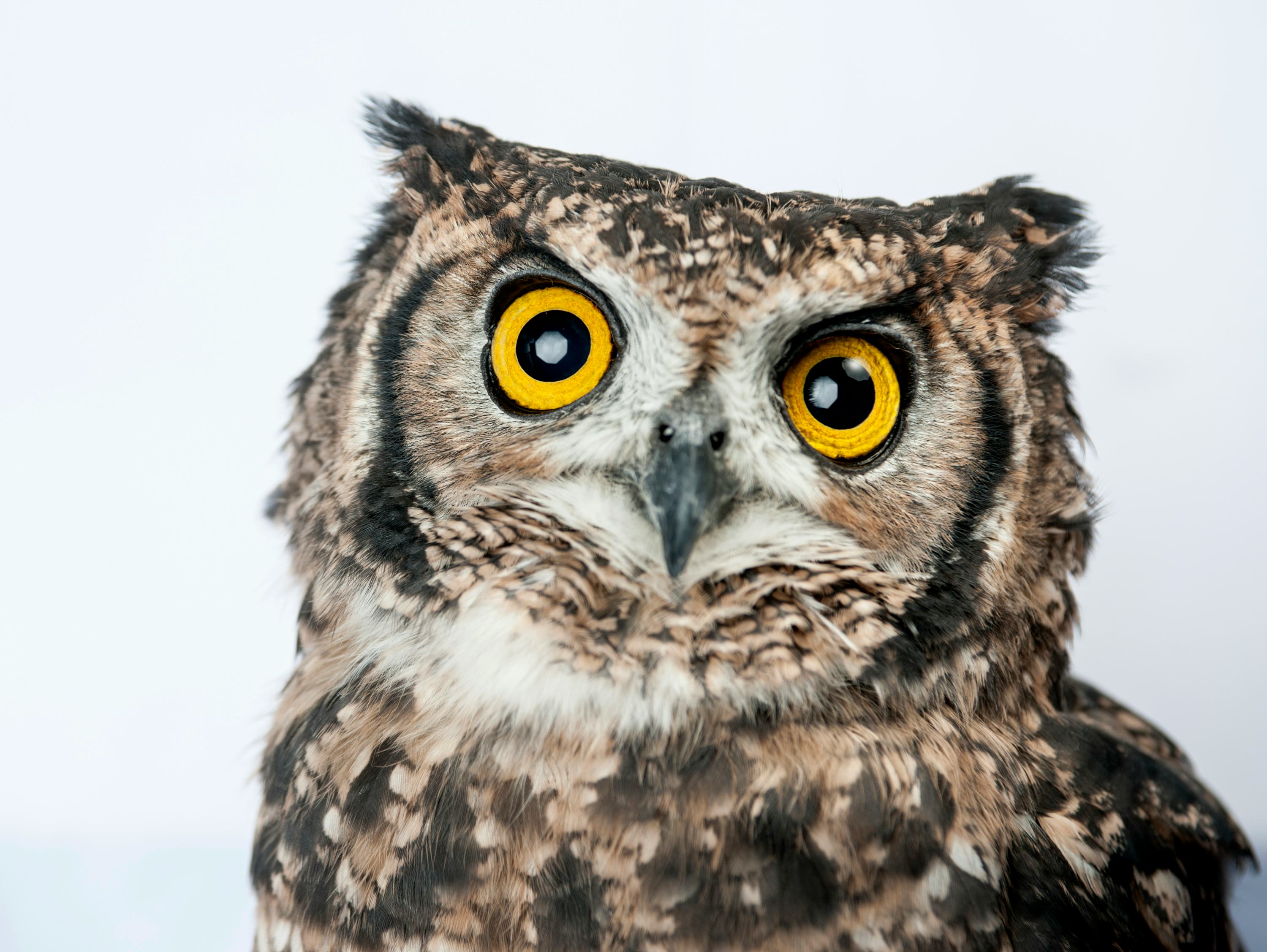 An Angry Owl In Salem, Oregon Keeps Attacking Joggers & Stealing Their Hats