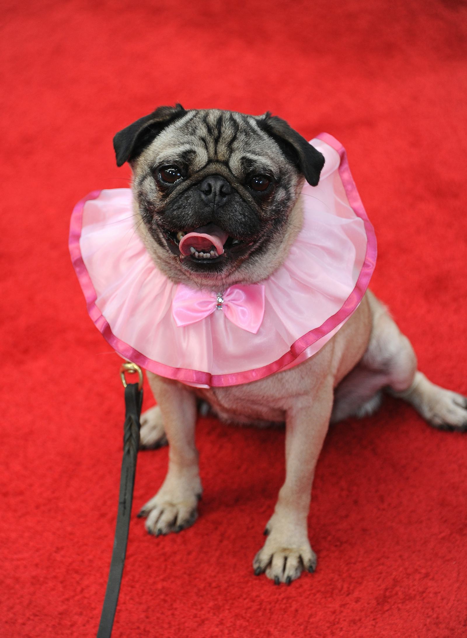 Happy National Pug Day! Celebrate These 15 Reasons Why Pugs Are The Best Happy National Pug Day! Celebrate These 15 Reasons Why Pugs Are The Best