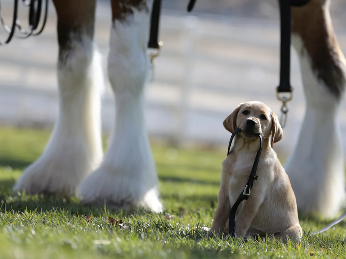 Who Sings Budweiser's "Lost Dog" Commercial Song? It's Not Just the Puppy That Gives You The Feels