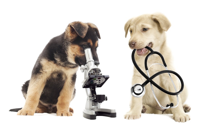 when should i bring my puppy to the vet