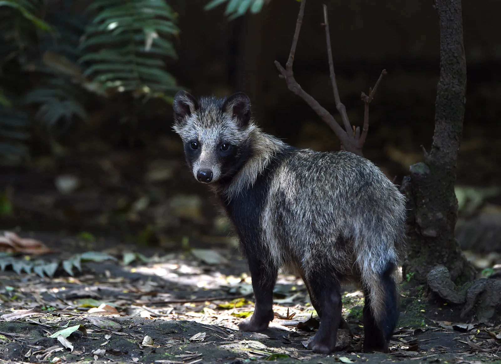 What Is A Tanuki? Here's Everything You Need To Know About The Raccoon ...