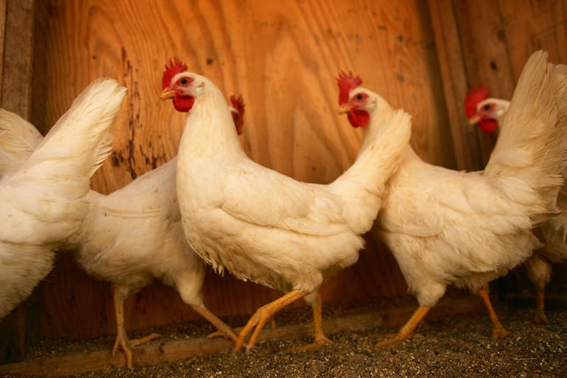Fat Chickens Are Fatter Than Ever Due To America's Love Of White Meat