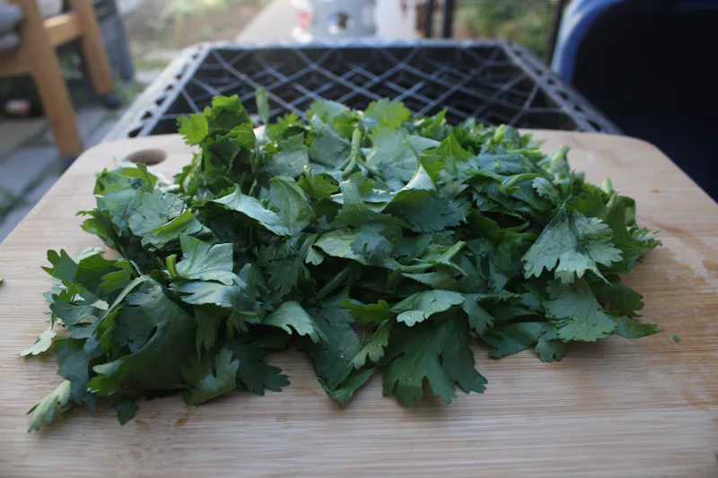 These Cilantro Face Masks Are The Perfect Treat For A Cinco De Mayo ...