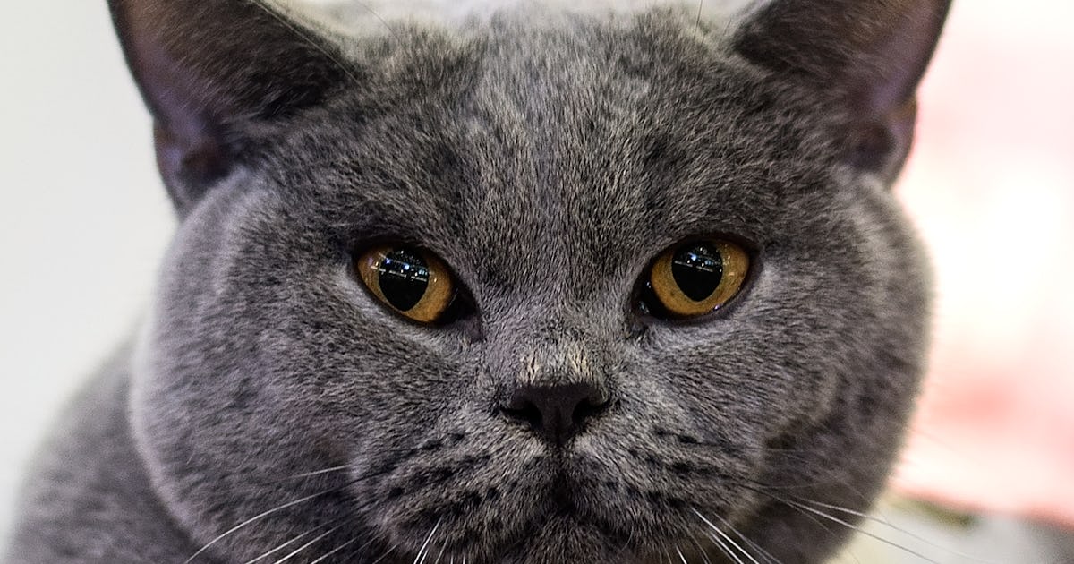 Does Your Cat Recognize Your Voice? Science Says Yes, But That Doesn't