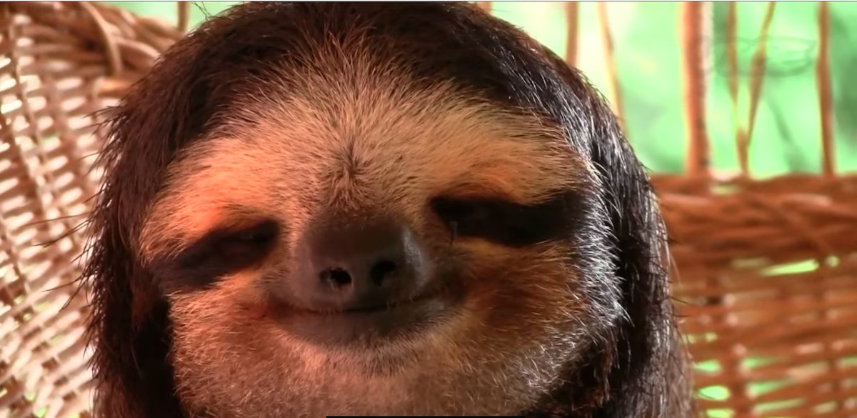 A Sloth Sanctuary Is an Adorable Thing That Exists, Because The World