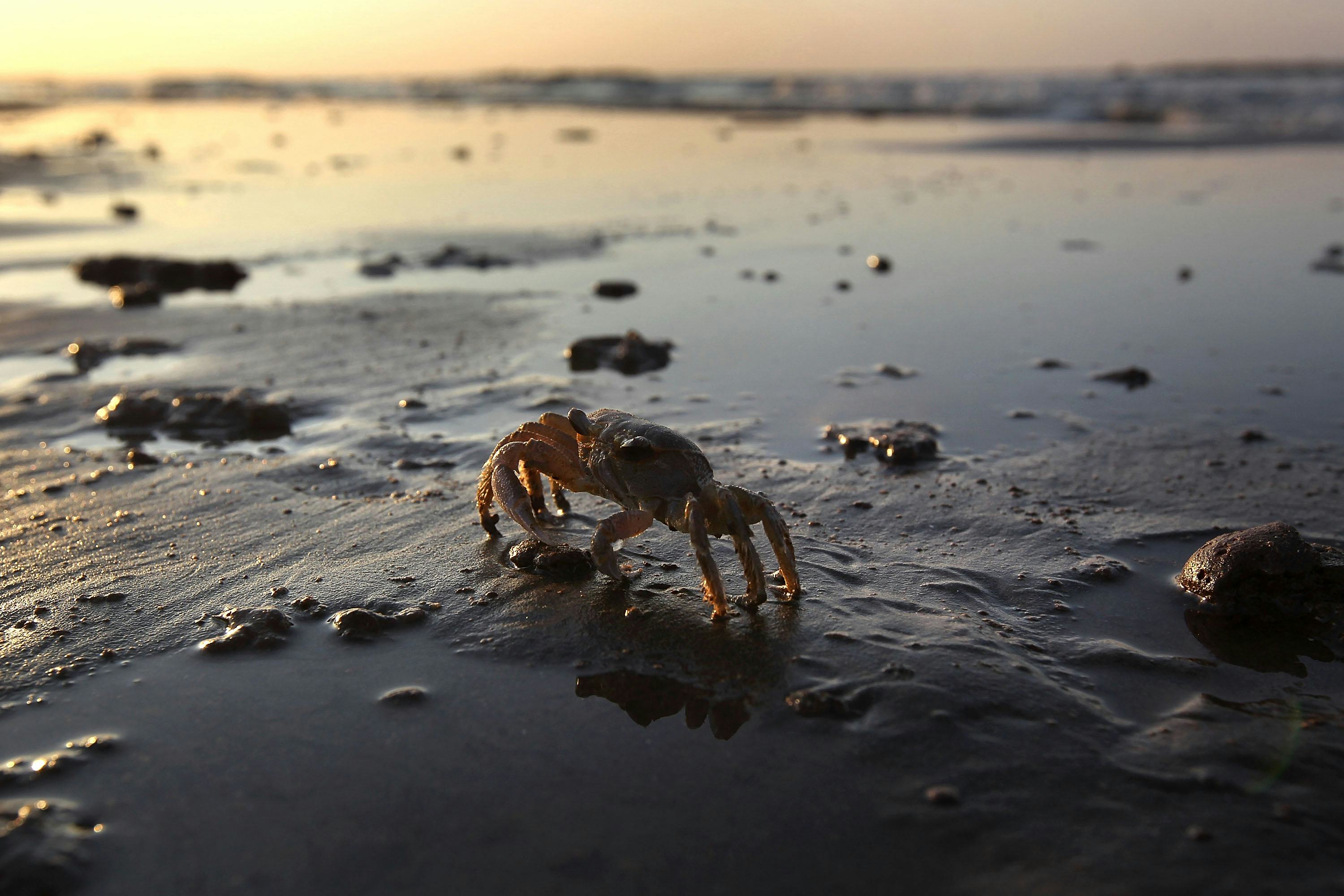 This Octopus Attacking And Carrying Away A Crab Will Make You Even More