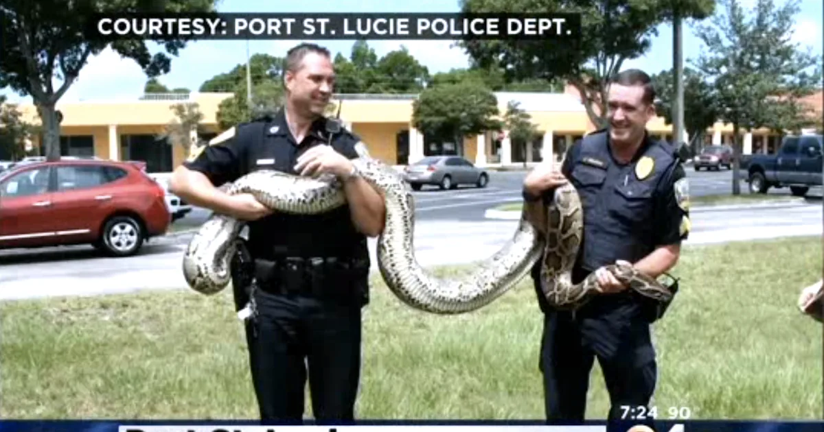 Cat Eater Python The Cat-Eating, 12-Foot Python Terrorizing Florida Has Finally Been ...