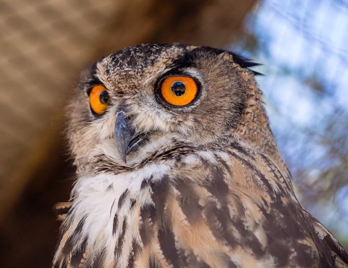 'Calm Owl' Is The New Meme You Need Right Now, Because Nobody Is Calm ...