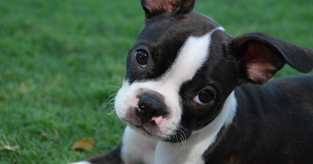 Alone pictures and photos – the wow style Happy National Love Your Pet Day! 11 Quotes For Animal Lovers Who Think