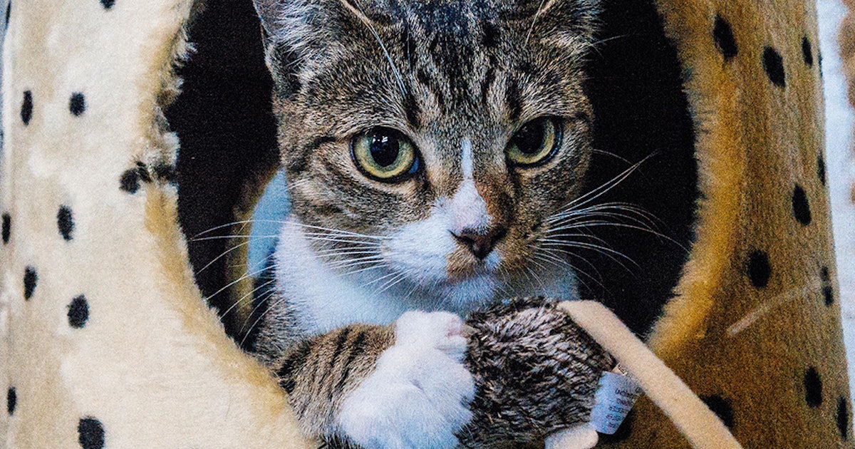 America s First Cat  Cafe  Opens In Oakland  But Come On  America s First Cat  Cafe  Opens In Oakland  But Come On