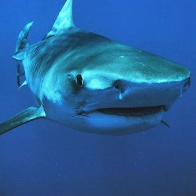 7 Crazy Facts About Sharks, In Honor Of Shark Week