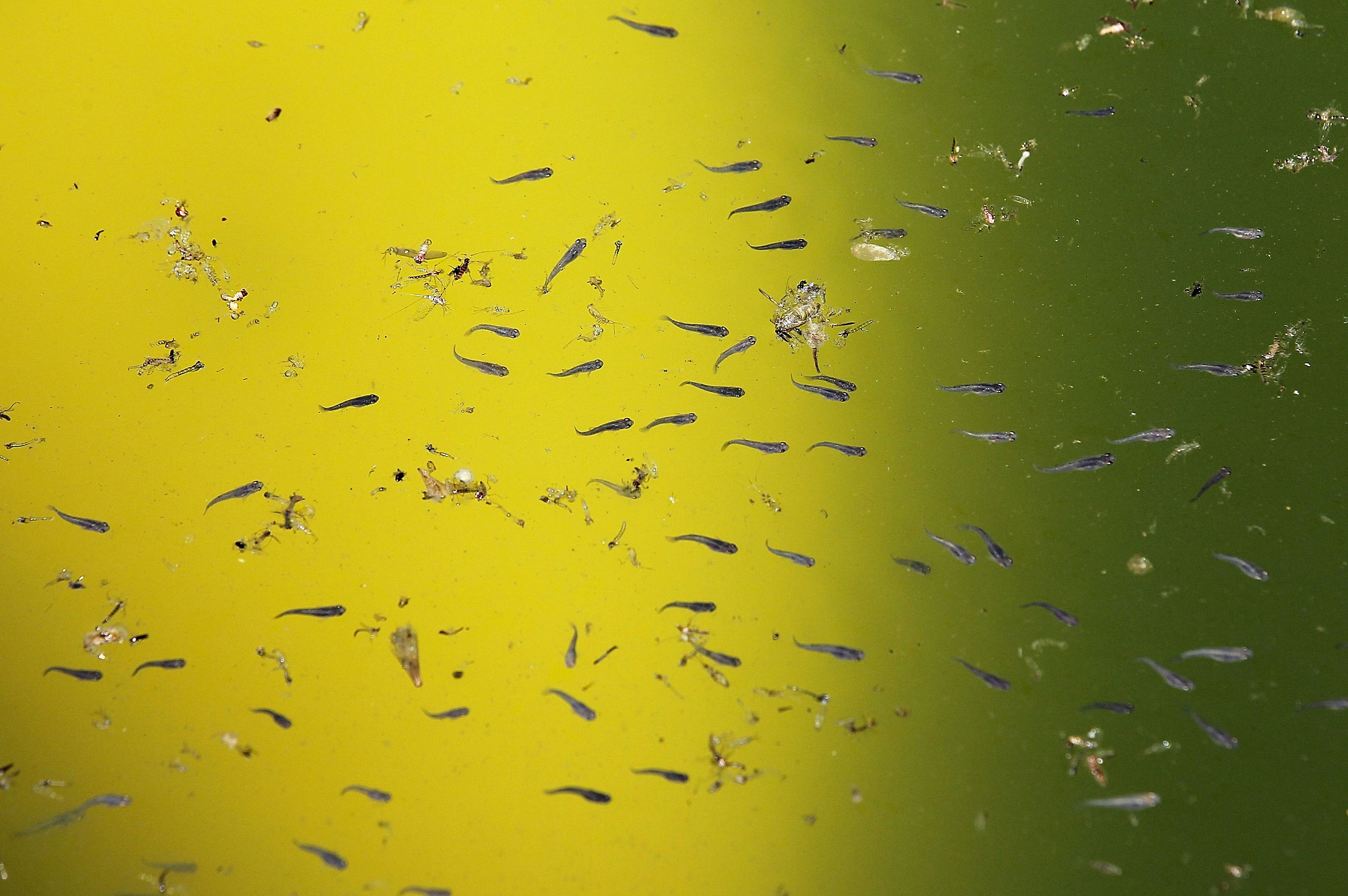 Мальков класс. Мальки апистограммы рамирези. Мальки гуппи. Мальки гуппи 2 месяца. Мальки гуппи.