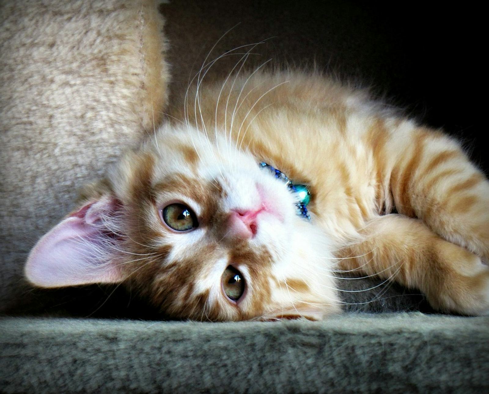 CatCon LA Is Like ComicCon, But For Cat People, And I Absolutely Want