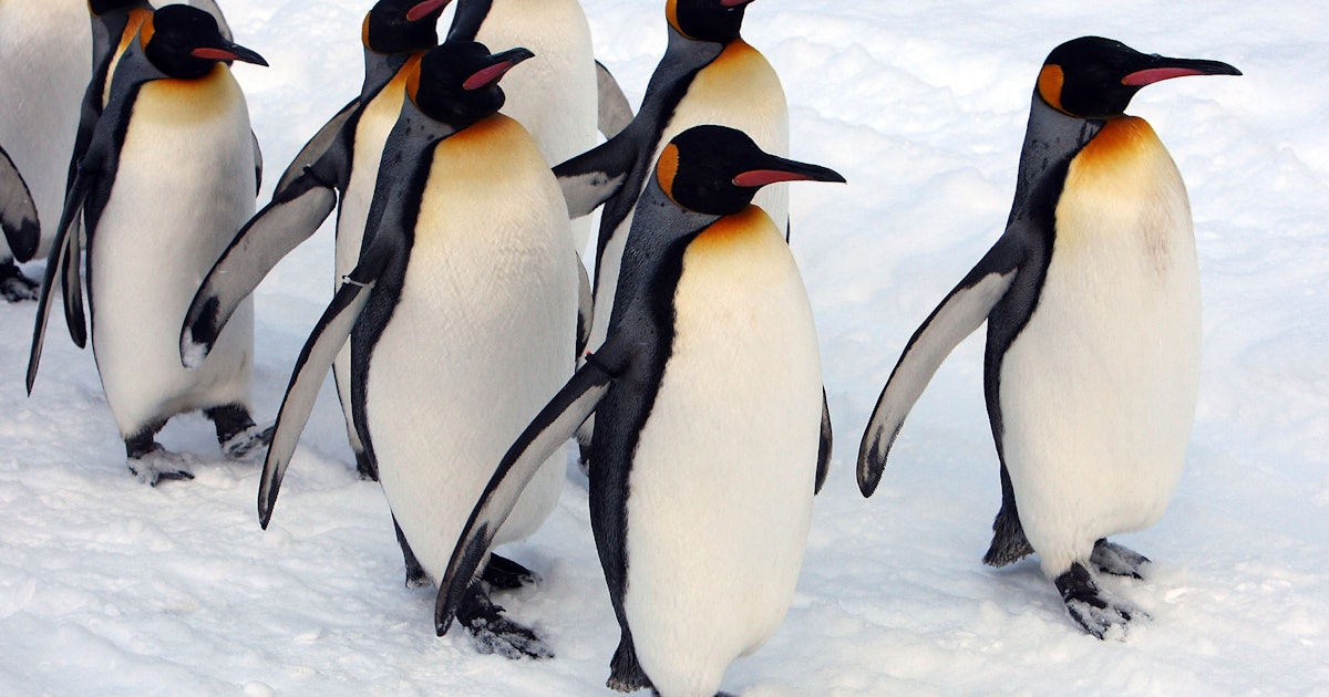 Penguin seal leopard macaroni predators predator seals mammals animal antarctic fearsome facts factzoo diet habitat Why Are Fur Seals Forcing Sex On King Penguins On Marion Island