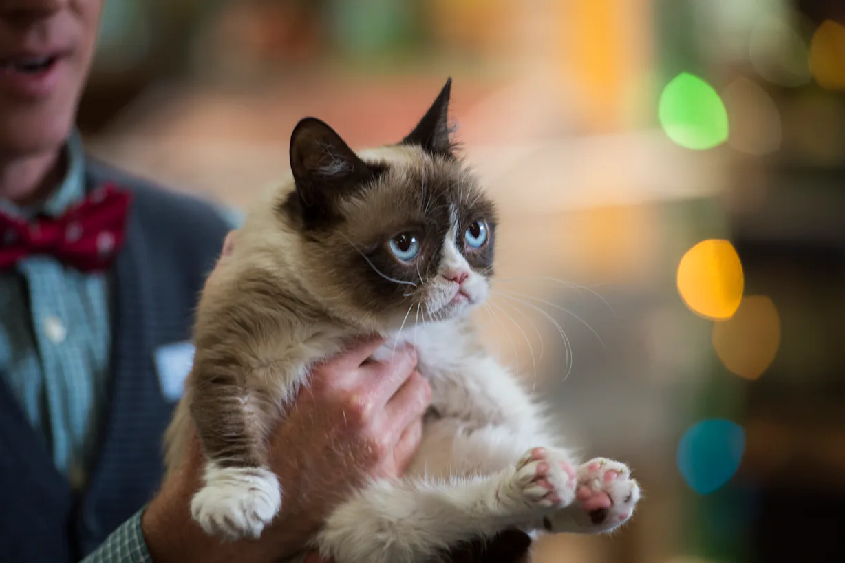 'Grumpy Cat's Worst Christmas Ever' Merchandise Brings the Perfect ...