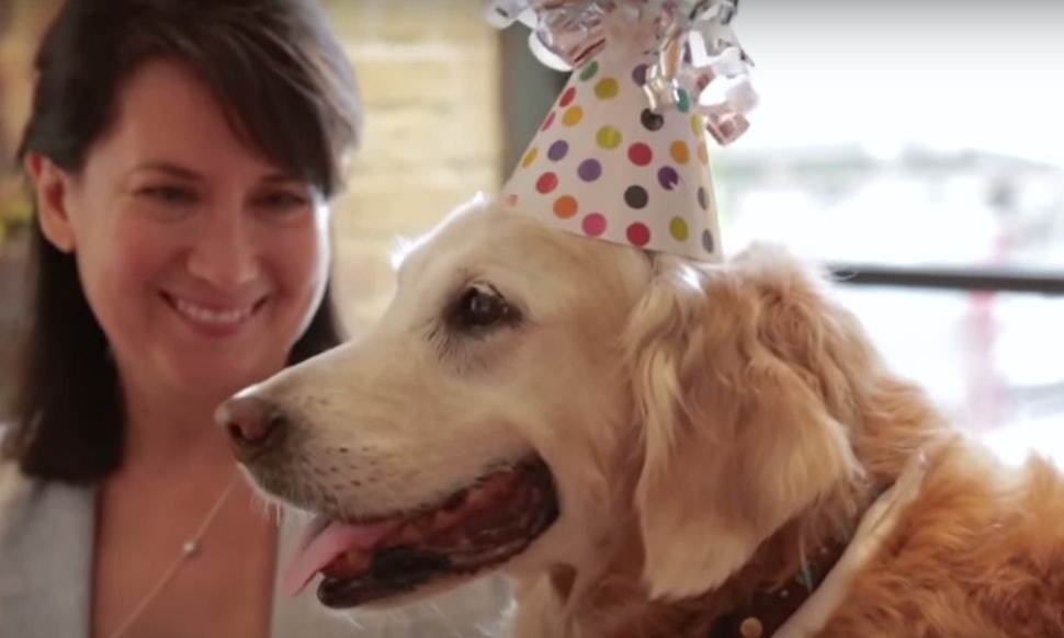 this 9 11 rescue dog celebrating her birthday like a king will make