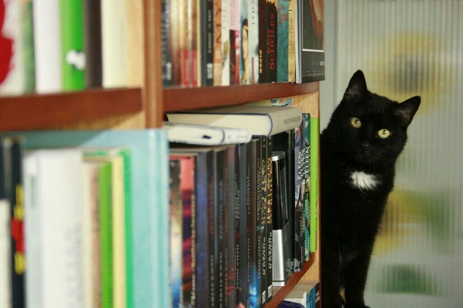 Черный кот книги библиотека
