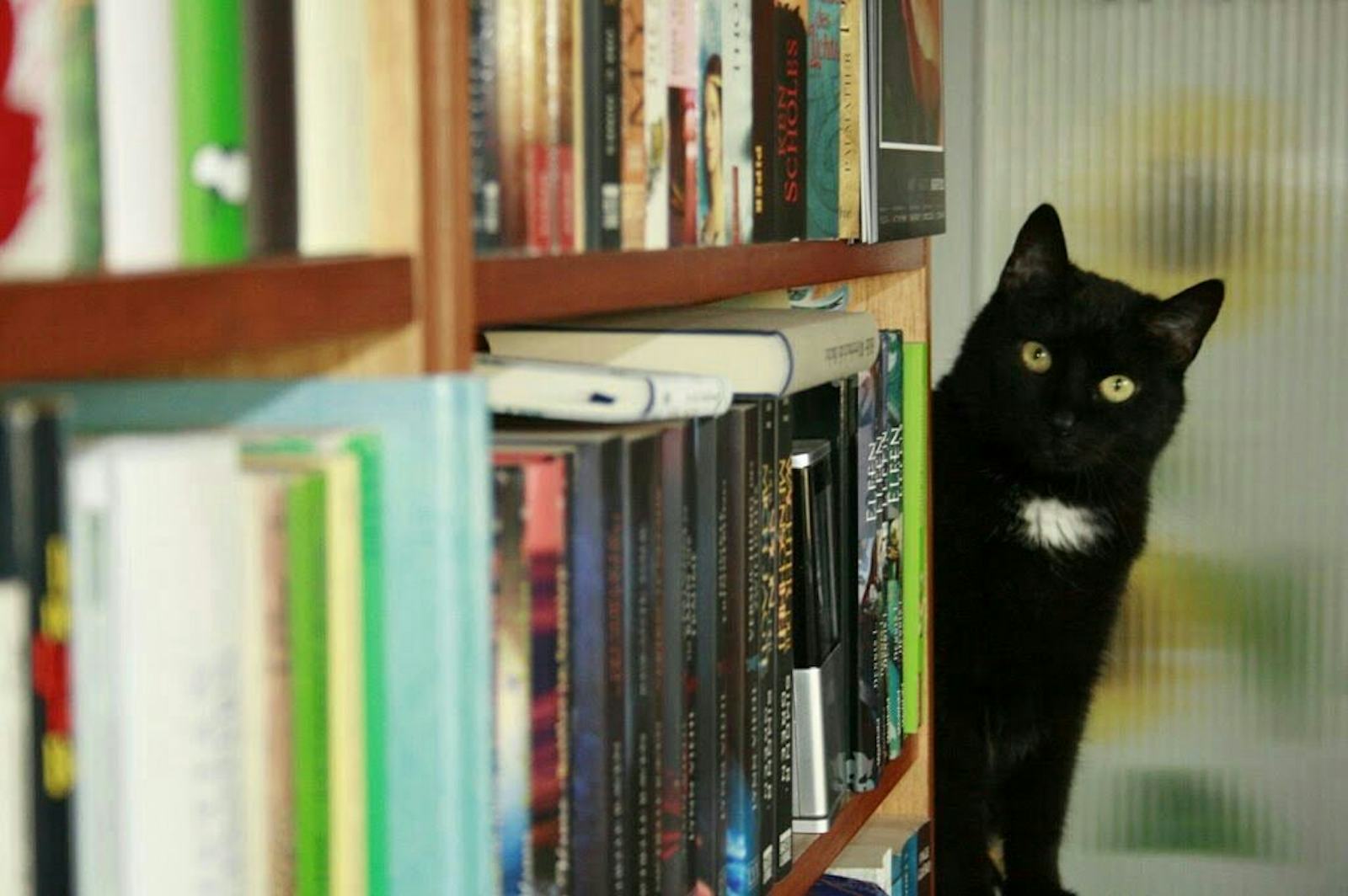 кот на книжной полке