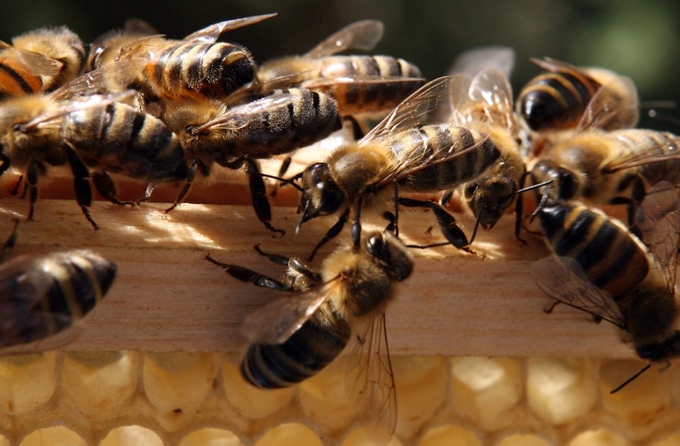 800 000 Nightmarish Killer Bees Swarmed And Killed An Arizona Man Out Of The Blue