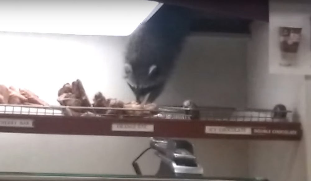 This Raccoon Stealing Donuts Just Usurped Pizza Rat\u0026#39;s Throne \u2014 VIDEO