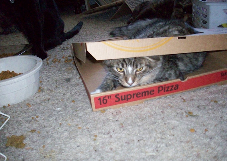 Cats Stealing Pizza Is A Tragic Offensive Epidemic Sweeping The