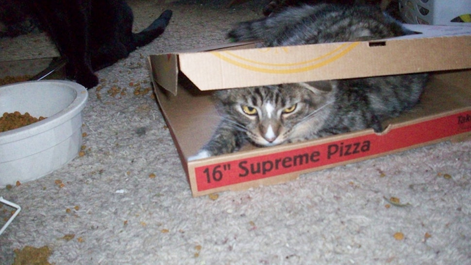 Cats Stealing Pizza Is A Tragic Offensive Epidemic Sweeping The
