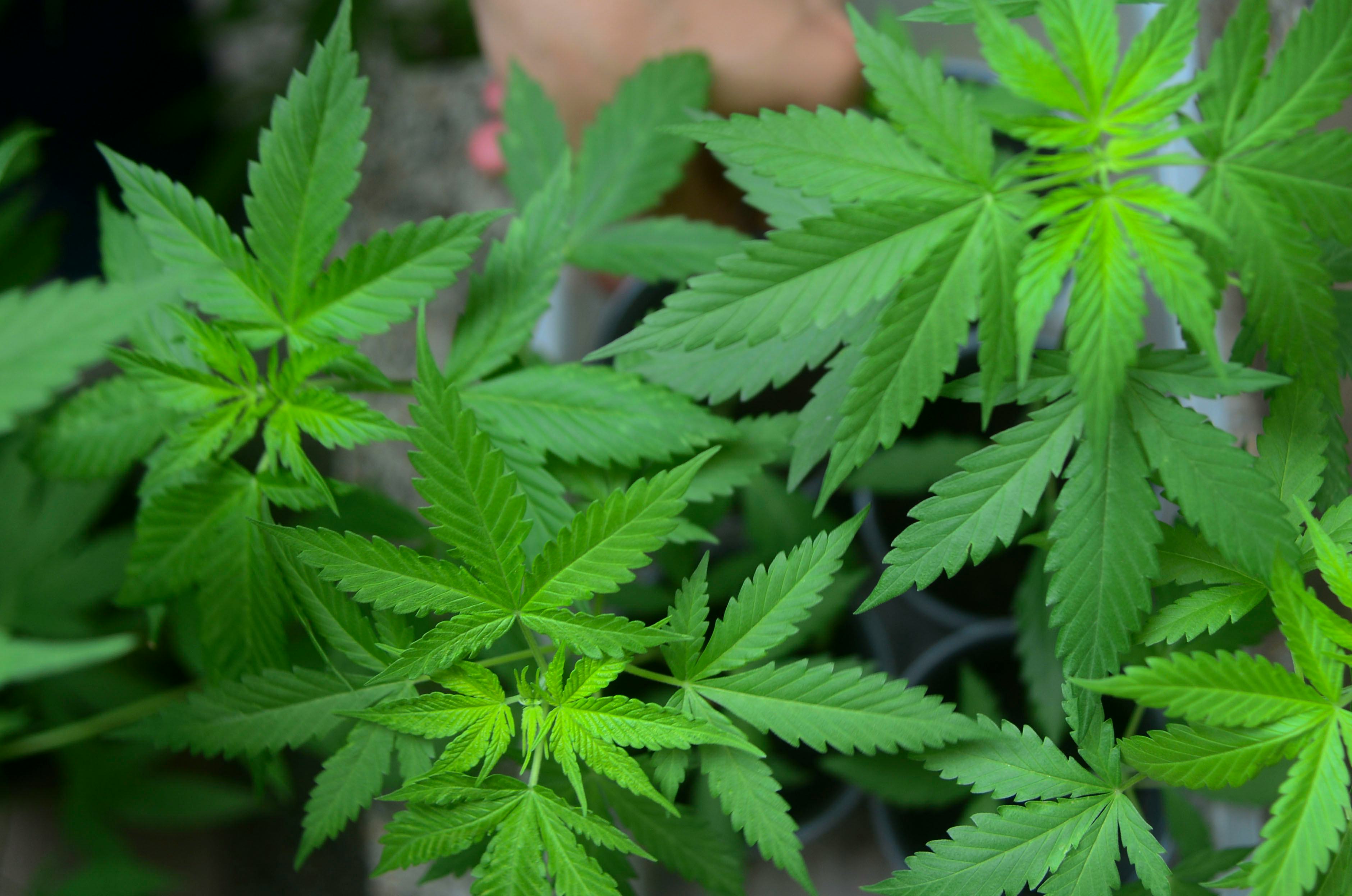 Can You Be Allergic To Weed? Marijuana Allergies Are A Real Thing, So