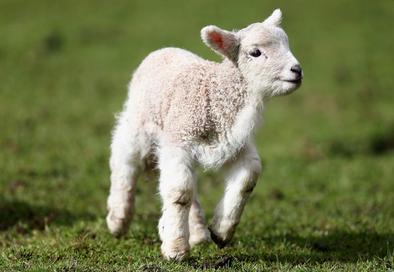 7 Reasons Wool Is Cruel Unnecessary Just Plain Baaaa D
