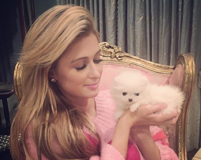 paris hilton s dog princess paris jr is already instagram royalty photos - jr auto instagram