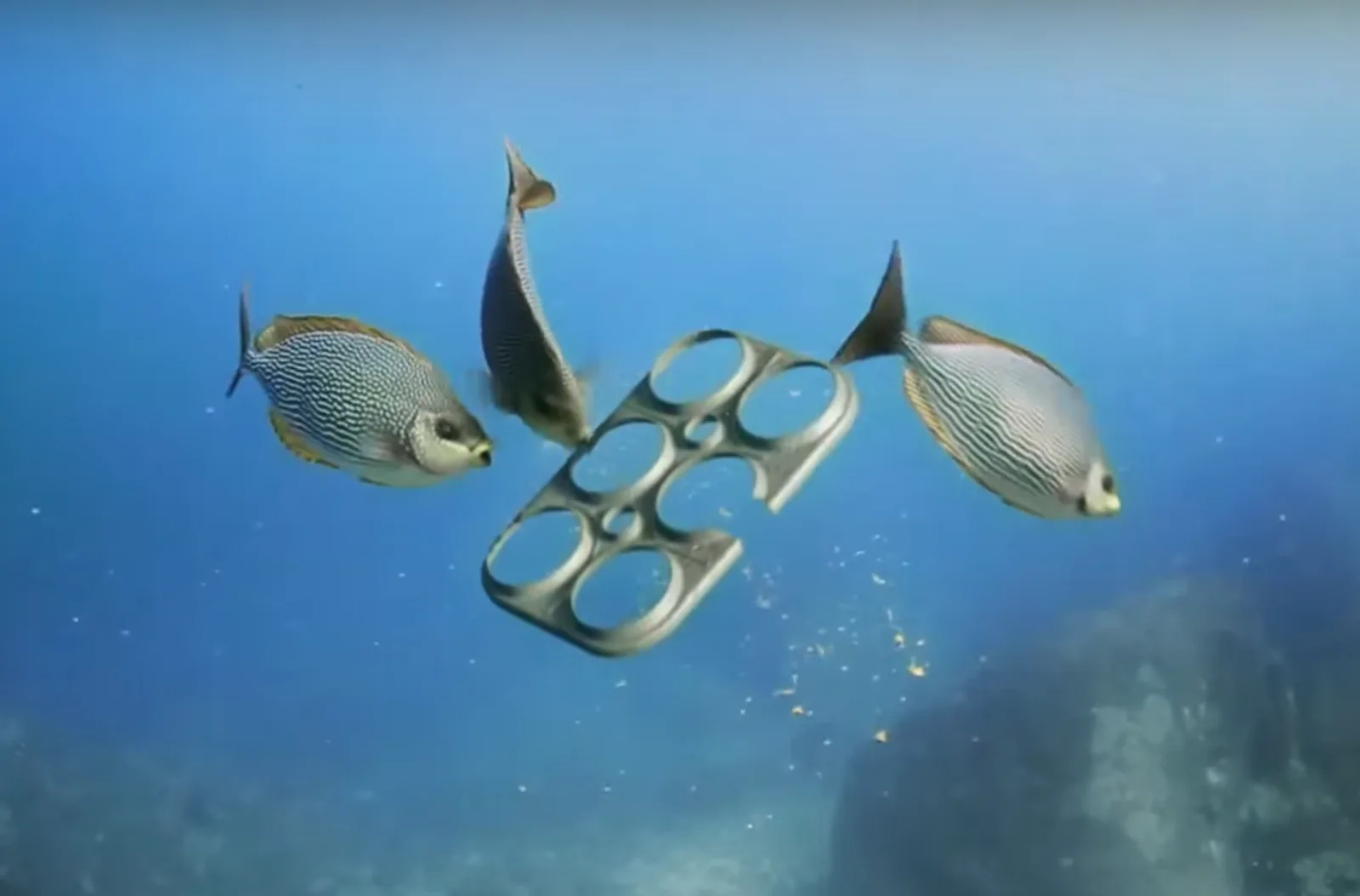 Edible Six Pack Rings Could Have Huge Environmental Impacts On Marine Life