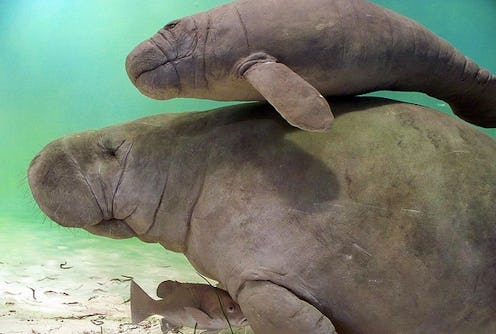 A manatee swimming with her young under the water
