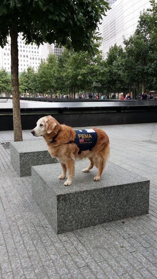 Photos Of The Last 9/11 Rescue Dog Visiting Ground Zero Are Heartbreaking