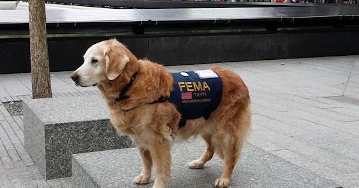Photos Of The Last 9/11 Rescue Dog Visiting Ground Zero Are Heartbreaking