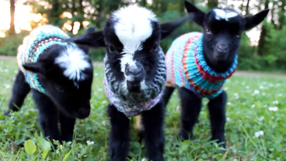 Goats In Sweaters These Baby Goats Wearing Sweaters Are Not Only Super Cute, They Might ...