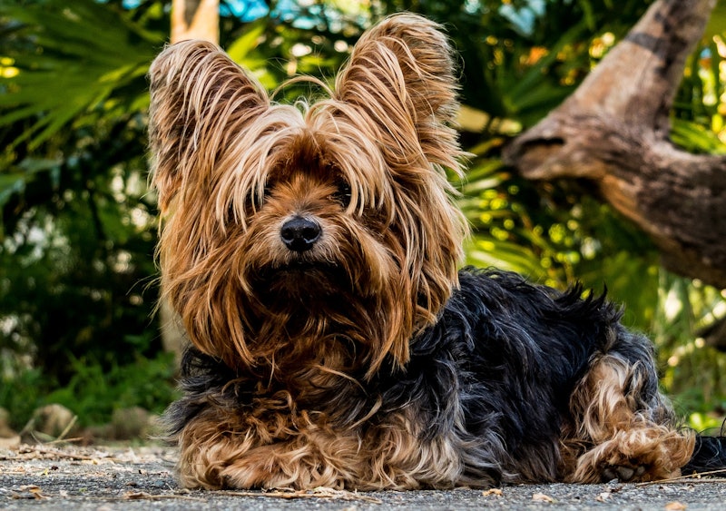 Flying With Your Dog In Cabin Everything You Need To Know Before You Board