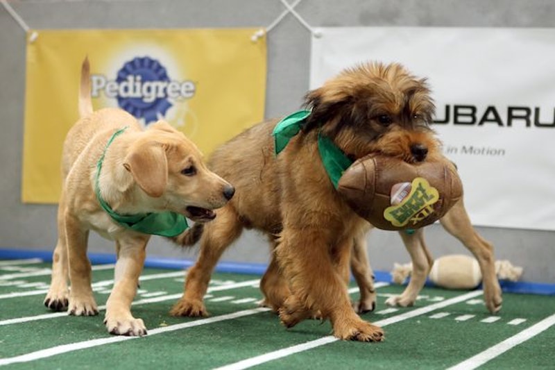 Can You Adopt The Puppy Bowl Puppies? Animal Annual Event