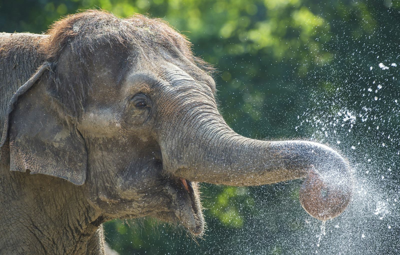 World Elephant Day Is August 12, And Here Are 4 Things You Need To Know