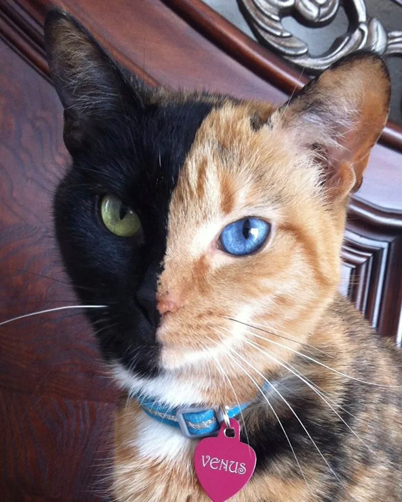 Venus The Chimera Cat Is Unlike Any Animal You've Ever Seen