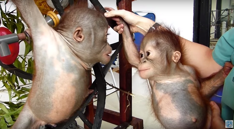 Baby Orangutans Falling In Love Teaches Us Everything We Need To ...