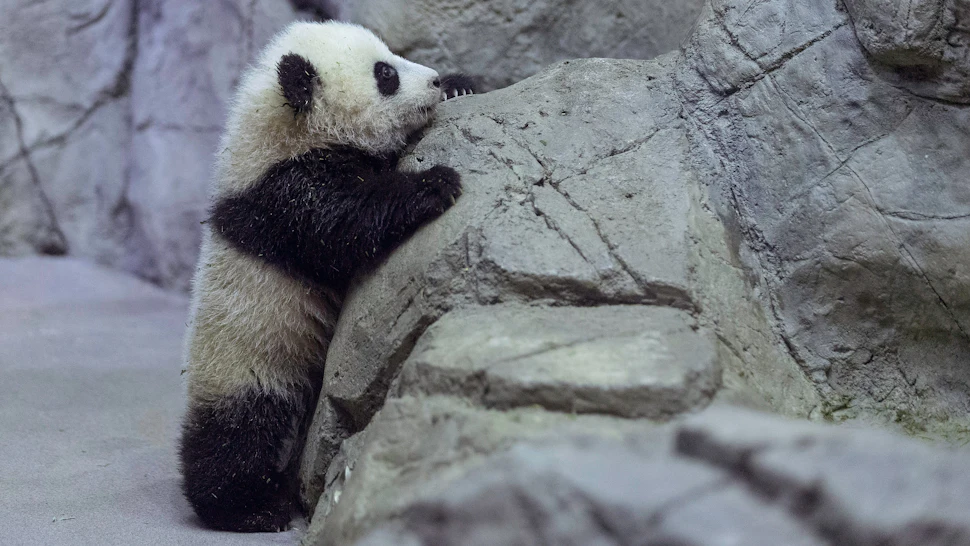 Bao Bao The Debutante Panda And Other Brand New Zoo Animals