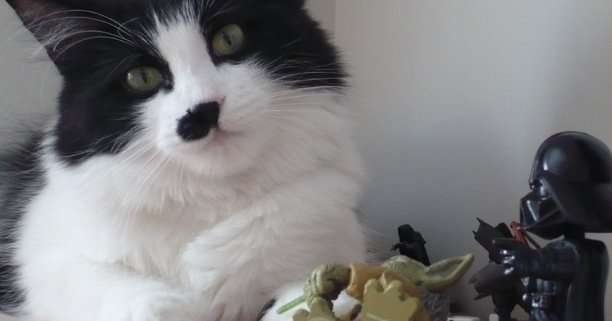 Why Do Cats Knock Things Over Here S The Scientific Reason Your