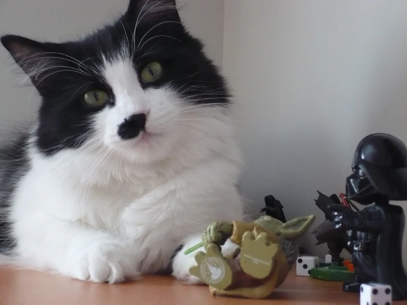 Why Do Cats Knock Things Over Here S The Scientific Reason Your Kitty Acts Like A Jerk All The Time